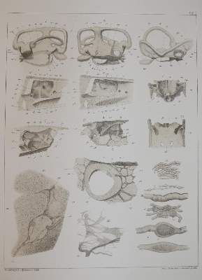 Bild Nr.3: 142-1939 Retzius,G.: (Medizin)
