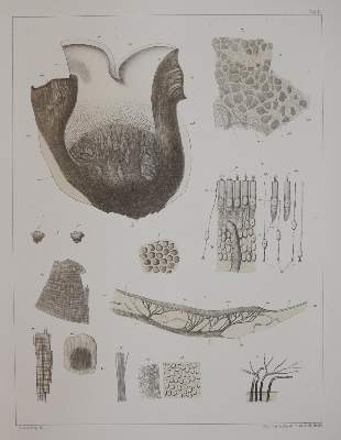 Bild Nr.4: 142-1939 Retzius,G.: (Medizin)