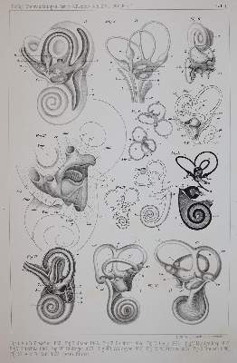 Bild Nr.7: 142-1939 Retzius,G.: (Medizin)