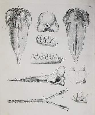 Bild Nr.2: 142-1963 Brandt,J.F. u. J.T.C.Ratzeburg.: (Zoologie)