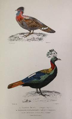 Bild Nr.2: 142-1966 Buffon,(G.L.L.de).: (Zoologie)