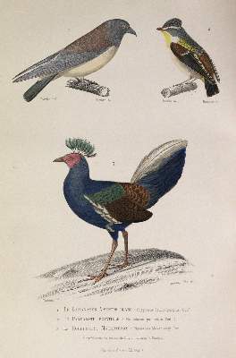 Bild Nr.4: 142-1966 Buffon,(G.L.L.de).: (Zoologie)