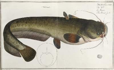 Bild Nr.2: 142-1973 Bloch,M.E.: (Zoologie, Fische)