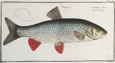 Bild Nr.4: 142-1973 Bloch,M.E.: (Zoologie, Fische)