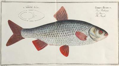 Bild Nr.6: 142-1973 Bloch,M.E.: (Zoologie, Fische)