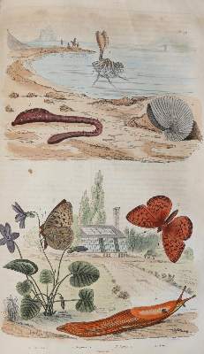 Bild Nr.3: 142-1975 Guerin,F.L.: (Zoologie)