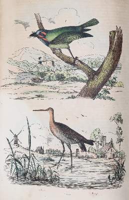 Bild Nr.4: 142-1975 Guerin,F.L.: (Zoologie)