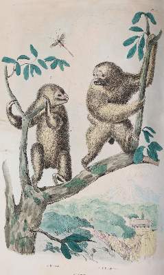 Bild Nr.5: 142-1975 Guerin,F.L.: (Zoologie)