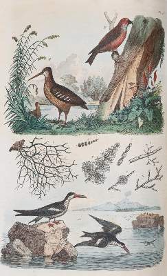 Bild Nr.6: 142-1975 Guerin,F.L.: (Zoologie)