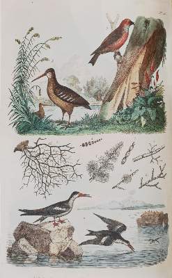 Bild Nr.7: 142-1975 Guerin,F.L.: (Zoologie)