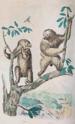 Bild Nr.8: 142-1975 Guerin,F.L.: (Zoologie)