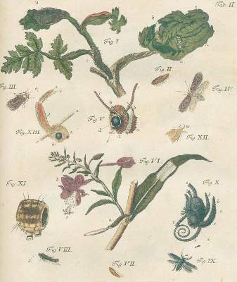 Bild Nr.3: 142-1978 Schäffer,J.C.: (Zoologie, Insekten)