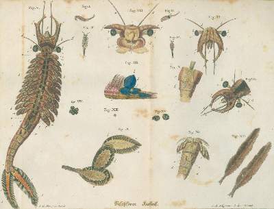 Bild Nr.4: 142-1978 Schäffer,J.C.: (Zoologie, Insekten)