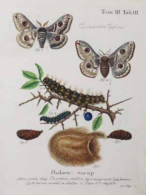 Bild Nr.1: 142-1979 Esper,E.J.C.: (Zoologie, Insekten, Schmetterlinge)