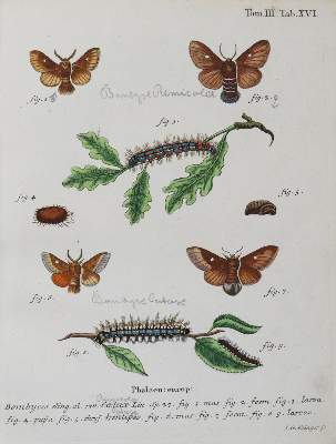 Bild Nr.2: 142-1979 Esper,E.J.C.: (Zoologie, Insekten, Schmetterlinge)
