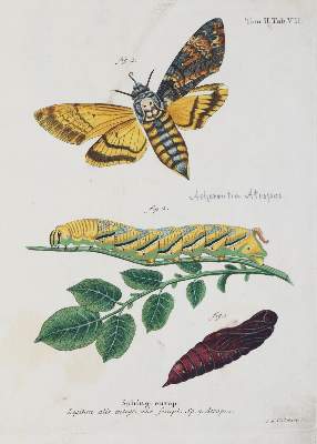 Bild Nr.3: 142-1979 Esper,E.J.C.: (Zoologie, Insekten, Schmetterlinge)