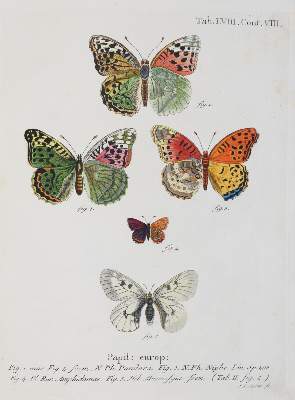 Bild Nr.4: 142-1979 Esper,E.J.C.: (Zoologie, Insekten, Schmetterlinge)