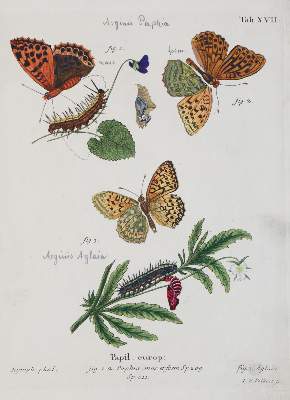 Bild Nr.5: 142-1979 Esper,E.J.C.: (Zoologie, Insekten, Schmetterlinge)