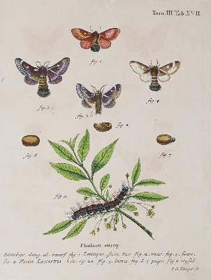 Bild Nr.6: 142-1979 Esper,E.J.C.: (Zoologie, Insekten, Schmetterlinge)