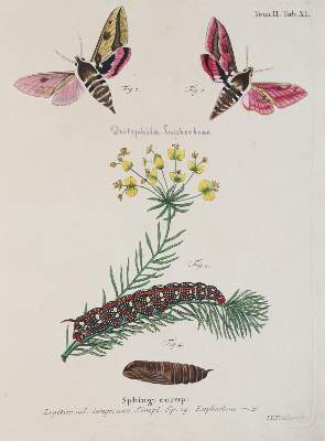 Bild Nr.7: 142-1979 Esper,E.J.C.: (Zoologie, Insekten, Schmetterlinge)