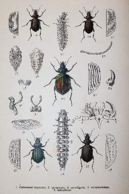 Bild Nr.2: 142-1980 Reitter,E.: (Zoologie, Käfer)