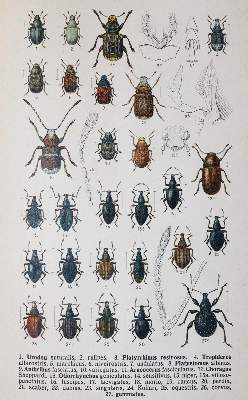 Bild Nr.3: 142-1980 Reitter,E.: (Zoologie, Käfer)