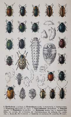 Bild Nr.4: 142-1980 Reitter,E.: (Zoologie, Käfer)