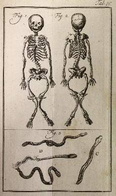 Bild Nr.4: 142-1982 Linné,C.v.: (Zoologie)