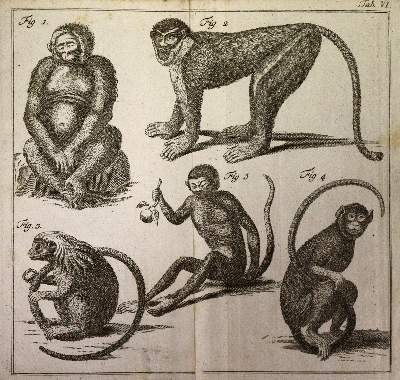 Bild Nr.5: 142-1982 Linné,C.v.: (Zoologie)