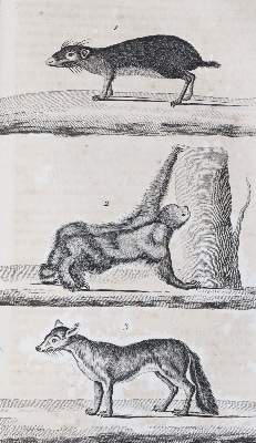 Bild Nr.3: 142-1983 Nouveau dictionnaire d'histoire naturelle,: (Zoologie)