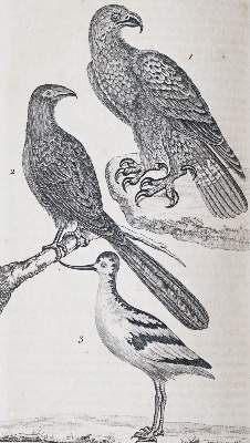 Bild Nr.4: 142-1983 Nouveau dictionnaire d'histoire naturelle,: (Zoologie)