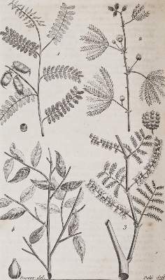 Bild Nr.5: 142-1983 Nouveau dictionnaire d'histoire naturelle,: (Zoologie)