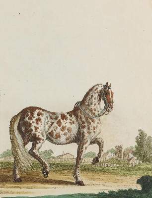 Bild Nr.11: 142-1988 Ridinger,J.E.: (Zoologie, Pferde)