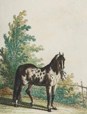 Bild Nr.9: 142-1988 Ridinger,J.E.: (Zoologie, Pferde)