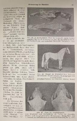Bild Nr.4: 142-1990 Stang, V. und D. Wirth (Hrsg.).: (Zoologie)