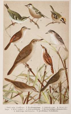 Bild Nr.3: 142-1992 Bechstein,J.M.: (Zoologie, Vögel)