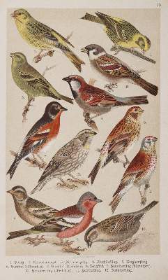 Bild Nr.4: 142-1992 Bechstein,J.M.: (Zoologie, Vögel)