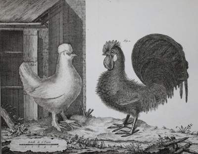Bild Nr.1: 142-1994 Brisson,(M.J.).: (Zoologie, Vögel)