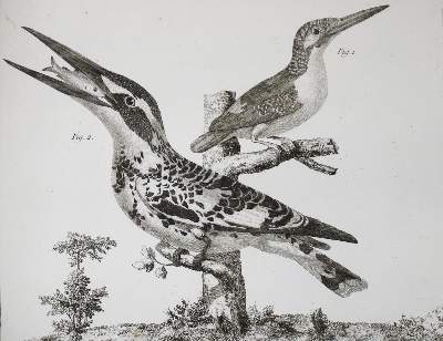 Bild Nr.10: 142-1994 Brisson,(M.J.).: (Zoologie, Vögel)