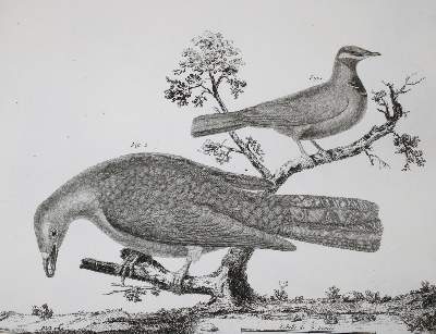 Bild Nr.2: 142-1994 Brisson,(M.J.).: (Zoologie, Vögel)