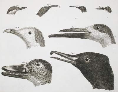 Bild Nr.4: 142-1994 Brisson,(M.J.).: (Zoologie, Vögel)