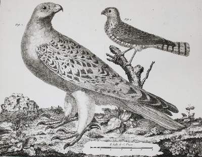 Bild Nr.6: 142-1994 Brisson,(M.J.).: (Zoologie, Vögel)