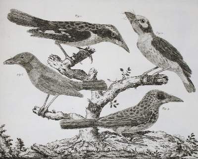 Bild Nr.8: 142-1994 Brisson,(M.J.).: (Zoologie, Vögel)