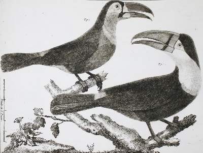 Bild Nr.9: 142-1994 Brisson,(M.J.).: (Zoologie, Vögel)