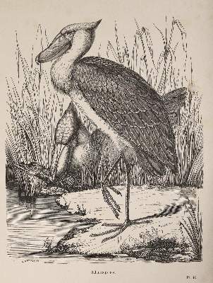 Bild Nr.2: 142-1996 Chenu,J.C.: (Zoologie, Vögel)