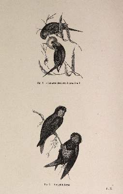 Bild Nr.5: 142-1996 Chenu,J.C.: (Zoologie, Vögel)
