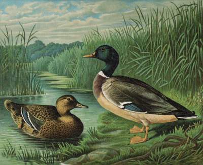 Bild Nr.1: 142-1997 Maar,A.: (Zoologie, Vögel, Enten)