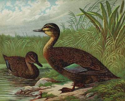 Bild Nr.2: 142-1997 Maar,A.: (Zoologie, Vögel, Enten)