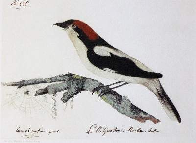Bild Nr.2: 142-1998 Audubon,J.J.: (Zoologie, Vögel, Faksimile)