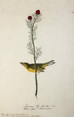 Bild Nr.4: 142-1998 Audubon,J.J.: (Zoologie, Vögel, Faksimile)
